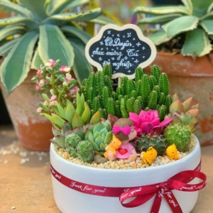 tiểu cảnh sen đá xương rồng đẹp