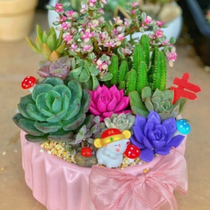 tiểu cảnh sen đá xương rồng đẹp