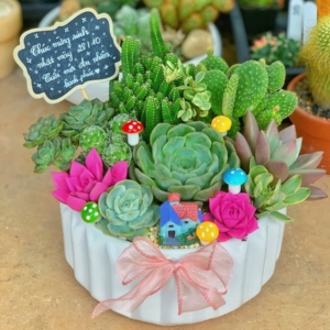 tiểu cảnh sen đá xương rồng đẹp