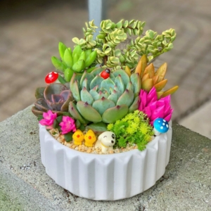 tiểu cảnh sen đá xương rồng đẹp