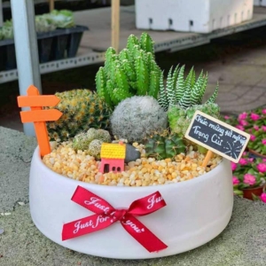 tiểu cảnh sen đá xương rồng đẹp