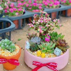 tiểu cảnh sen đá xương rồng đẹp