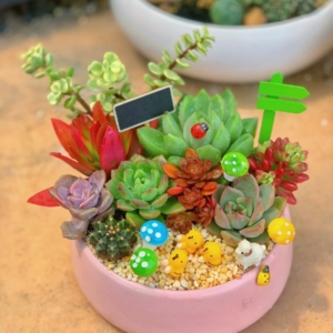 tiểu cảnh sen đá xương rồng đẹp