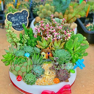 chậu tiểu cảnh sen đá xương rồng lớn