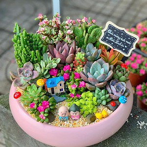 chậu tiểu cảnh sen đá xương rồng lớn