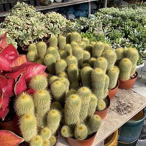 xương rồng kim huỳnh hoàng trụ