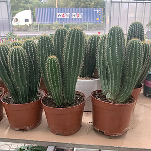 xương rồng kim lăng