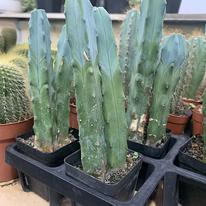 xương rồng mytiflo