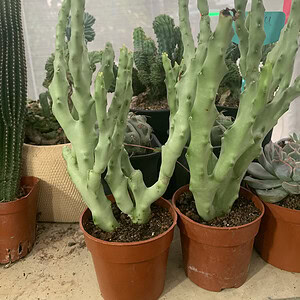 xương rồng sao biển