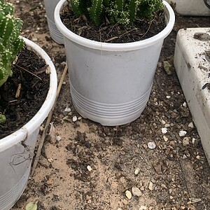 xương rồng thanh sơn