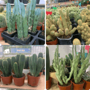 xương rồng trụ