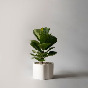 Chậu cây bàng Singapore trụ