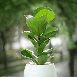 chậu bàng singapore hạt dẻ