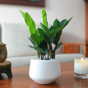 chậu cây kim tiền kim cương nền sỏi