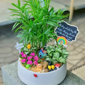 Chậu Tiểu cảnh Cau tiểu trâm tròn nền sỏi