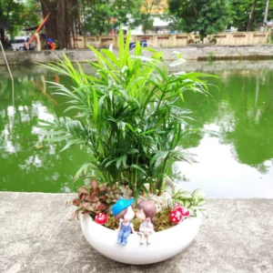 Chậu Tiểu cảnh Cau tiểu trâm nền sỏi