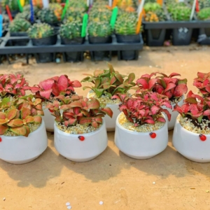 Chậu cây cẩm nhung kim cương nền sỏi