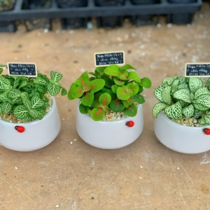 Chậu cây cẩm nhung kim cương nền sỏi