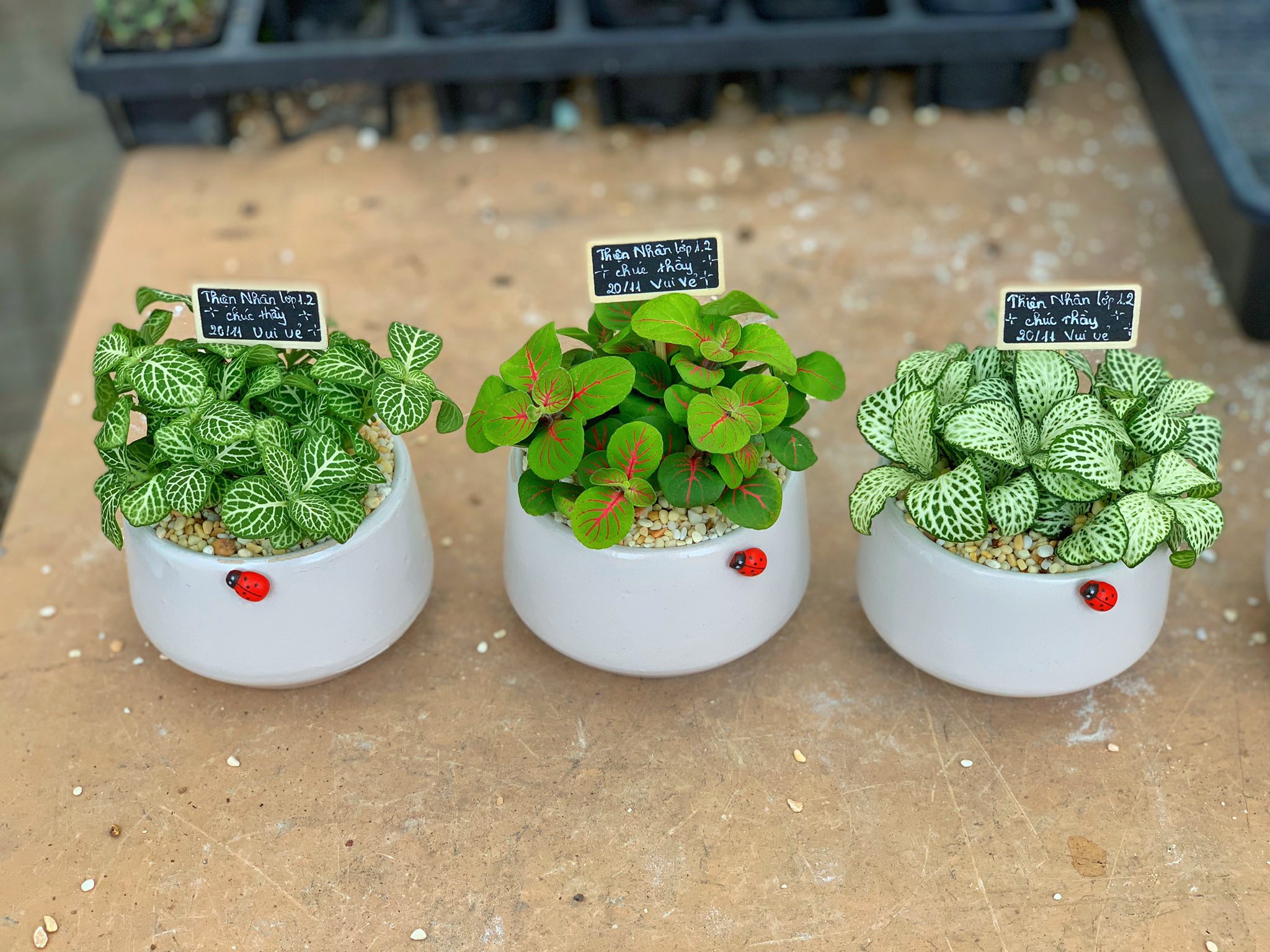 Chậu cây cẩm nhung kim cương nền sỏi