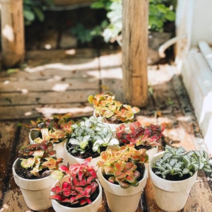 chậu cây cẩm nhung ly