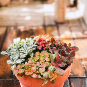 Chậu cây cẩm nhung trung nền sỏi