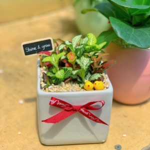 Chậu cẩm nhung vuông