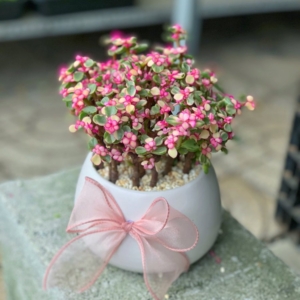 Chậu Sen đá Đô la hồng