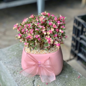 Chậu Sen đá Đô la hồng