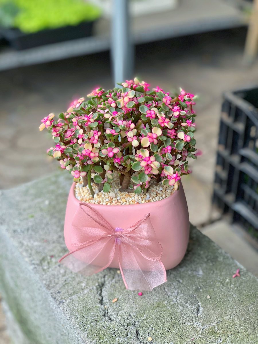 Chậu Sen đá Đô la hồng