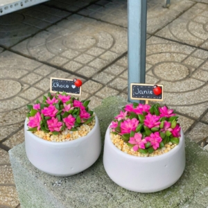 Chậu Sen đá Hồng Sao