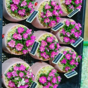 Chậu Sen đá Hồng Sao