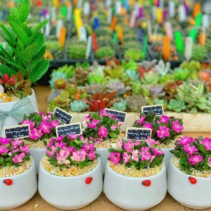 Chậu Sen đá Hồng Sao