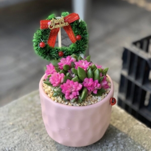 Chậu Sen đá Hồng Sao