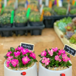 Chậu Sen đá Hồng Sao