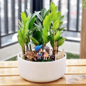 Chậu Tiểu cảnh Kim tiền cặp đôi nền sỏi