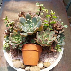 tiểu cảnh sen đá xương rồng