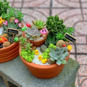 Chậu tiểu cảnh sen đá xương rồng