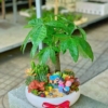 Chậu Tiểu cảnh Kim ngân kết hợp sen đá xương rồng