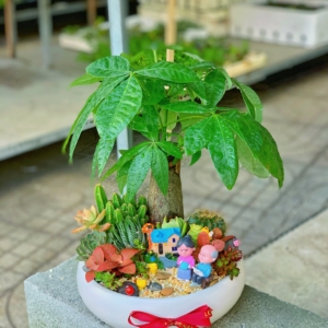 Chậu Tiểu cảnh Kim ngân kết hợp sen đá xương rồng