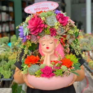 chậu sen đá quà tặng