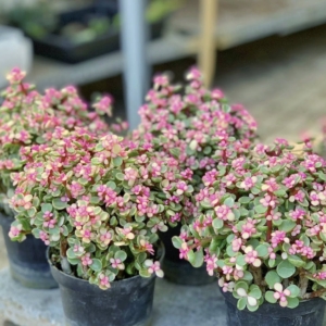 chậu sen đá đô la để bàn