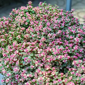 chậu sen đá đô la để bàn