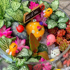 tiểu cảnh sen đá xương rồng