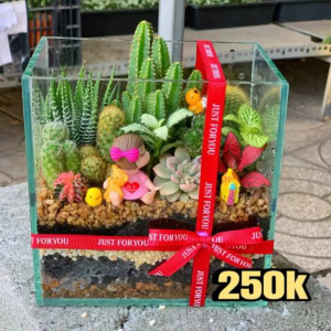 tiểu cảnh sen đá xương rồng