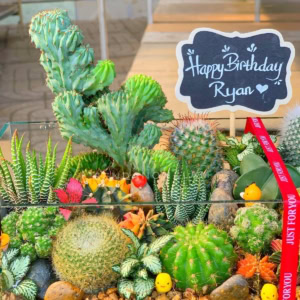 Terrarium - Vườn Xương Rồng Trong Bể Kính