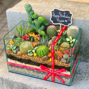 Terrarium - Vườn Xương Rồng Trong Bể Kính