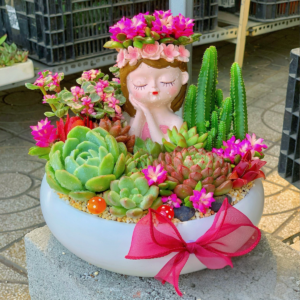 Set tiểu cảnh sen đá - xương rồng cô gái quà tặng lớn