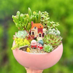 tiểu cảnh sen đá xương rồng