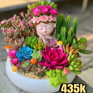 Set tiểu cảnh sen đá - xương rồng quà tặng lớn