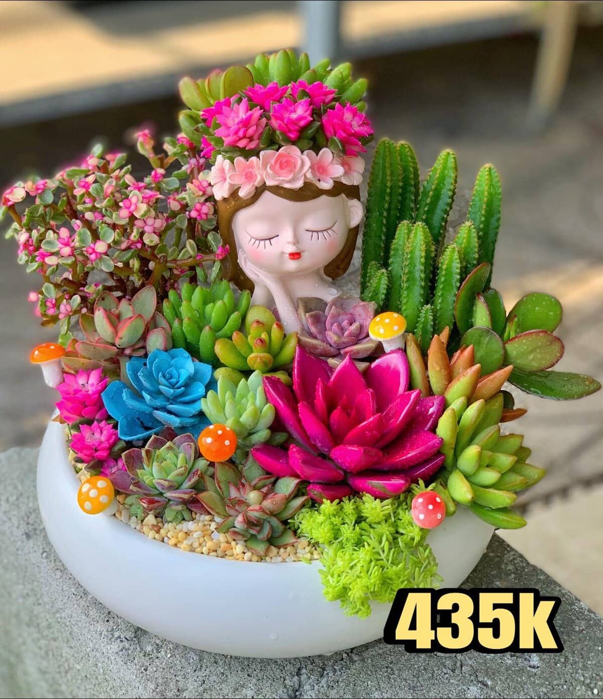 Set tiểu cảnh sen đá - xương rồng quà tặng lớn